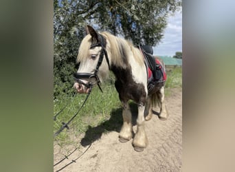 Gypsy Horse, Gelding, 7 years, 13.1 hh, Tobiano-all-colors
