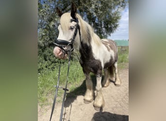 Gypsy Horse, Gelding, 7 years, 13.1 hh, Tobiano-all-colors