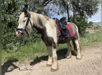 Gypsy Horse, Gelding, 7 years, 13.1 hh, Tobiano-all-colors