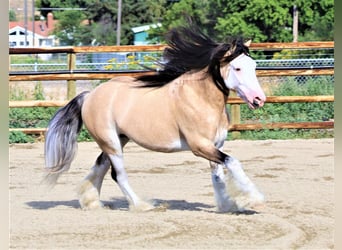 Gypsy Horse, Gelding, 7 years, 13.2 hh, Buckskin