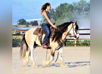 Gypsy Horse, Gelding, 7 years, 13.2 hh, Buckskin