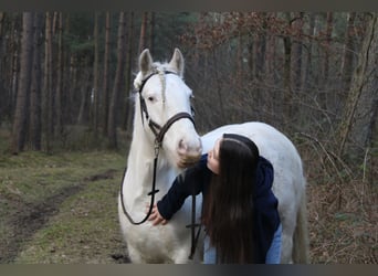 Gypsy Horse, Gelding, 7 years, 13,2 hh, Cremello