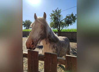 Gypsy Horse, Gelding, 7 years, 13,2 hh, Cremello