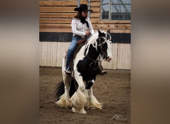 Gypsy Horse, Gelding, 7 years, 13.3 hh, Tobiano-all-colors