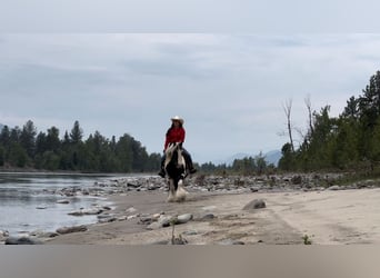 Gypsy Horse, Gelding, 7 years, 13.3 hh, Tobiano-all-colors