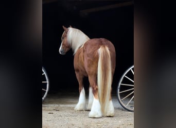Gypsy Horse, Gelding, 7 years, 13.3 hh
