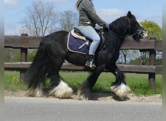 Gypsy Horse, Gelding, 7 years, 13 hh, Black