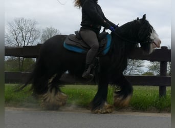 Gypsy Horse, Gelding, 7 years, 13 hh, Black