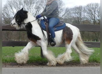 Gypsy Horse, Gelding, 7 years, 13 hh, Pinto