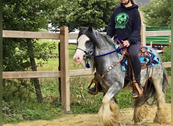 Gypsy Horse, Gelding, 7 years, 13,1 hh, Grullo