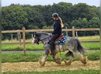 Gypsy Horse, Gelding, 7 years, 13,1 hh, Grullo
