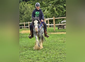 Gypsy Horse, Gelding, 7 years, 13,1 hh, Grullo