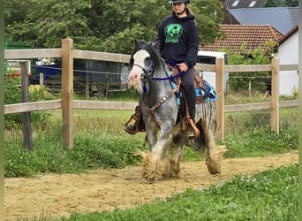 Gypsy Horse, Gelding, 7 years, 13,1 hh, Grullo