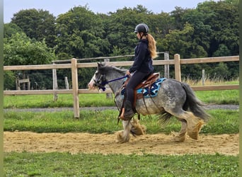 Gypsy Horse, Gelding, 7 years, 13,1 hh, Grullo
