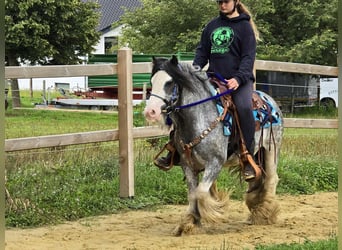 Gypsy Horse, Gelding, 7 years, 13,1 hh, Grullo