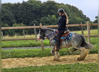 Gypsy Horse, Gelding, 7 years, 13,1 hh, Grullo