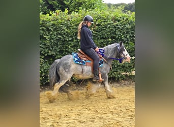 Gypsy Horse, Gelding, 7 years, 13,1 hh, Grullo