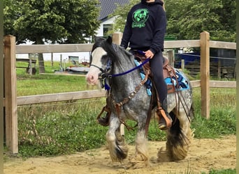 Gypsy Horse, Gelding, 7 years, 13,1 hh, Grullo