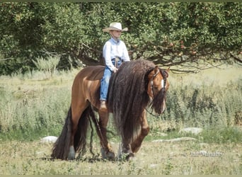 Gypsy Horse, Gelding, 7 years, 14.1 hh, Dun