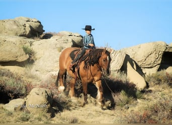 Gypsy Horse, Gelding, 7 years, 14.1 hh, Dun