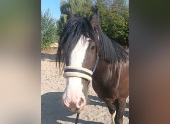 Gypsy Horse, Gelding, 7 years, 14.2 hh, Bay-Dark
