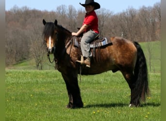 Gypsy Horse, Gelding, 7 years, 14.2 hh, Buckskin