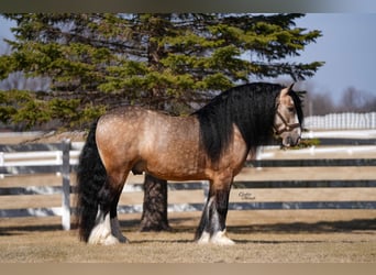 Gypsy Horse, Gelding, 7 years, 14.2 hh, Buckskin