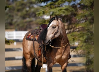 Gypsy Horse, Gelding, 7 years, 14.2 hh, Buckskin