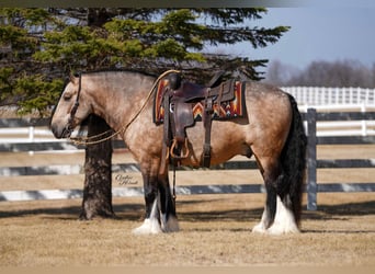 Gypsy Horse, Gelding, 7 years, 14.2 hh, Buckskin