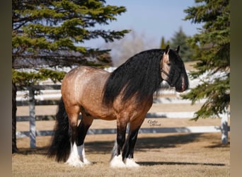 Gypsy Horse, Gelding, 7 years, 14.2 hh, Buckskin