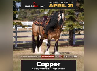 Gypsy Horse, Gelding, 7 years, 14.2 hh, Buckskin