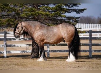 Gypsy Horse, Gelding, 7 years, 14.2 hh, Buckskin