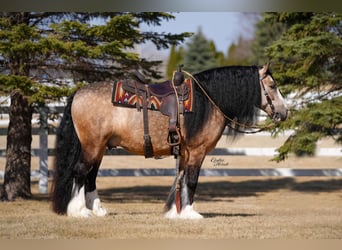 Gypsy Horse, Gelding, 7 years, 14.2 hh, Buckskin