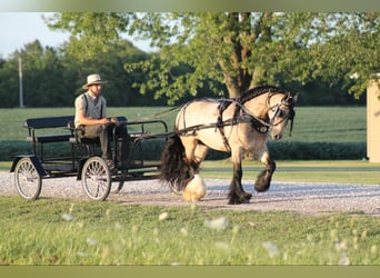 Gypsy Horse, Gelding, 7 years, 14,2 hh, Buckskin