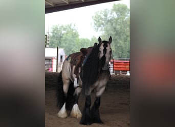 Gypsy Horse, Gelding, 7 years, 14,2 hh, Buckskin