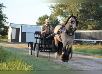 Gypsy Horse, Gelding, 7 years, 14,2 hh, Buckskin