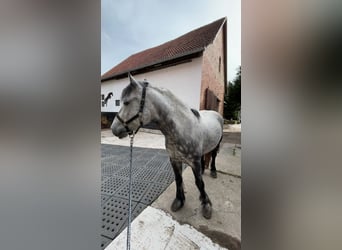 Gypsy Horse Mix, Gelding, 7 years, 14.2 hh, Grey-Blue-Tan
