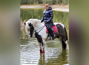 Gypsy Horse, Gelding, 7 years, 14,2 hh, Pinto