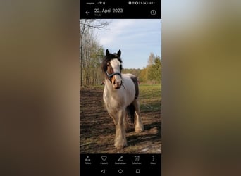 Gypsy Horse, Gelding, 7 years, 14.2 hh, Pinto