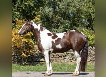 Gypsy Horse, Gelding, 7 years, 14.2 hh, Tobiano-all-colors