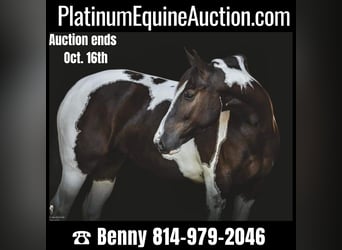 Gypsy Horse, Gelding, 7 years, 14.2 hh, Tobiano-all-colors