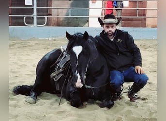 Gypsy Horse Mix, Gelding, 7 years, 14.3 hh, Black