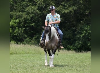 Gypsy Horse, Gelding, 7 years, 14.3 hh, Grullo