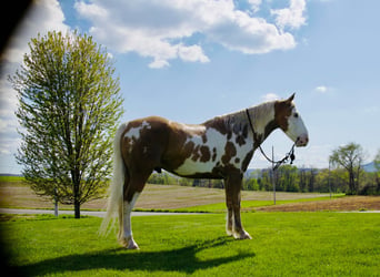 Gypsy Horse, Gelding, 7 years, 14.3 hh, Palomino