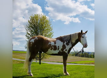 Gypsy Horse, Gelding, 7 years, 14.3 hh, Palomino