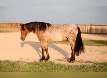 Gypsy Horse, Gelding, 7 years, 14.3 hh, Roan-Bay