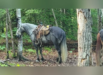 Gypsy Horse Mix, Gelding, 7 years, 14.3 hh, Roan-Blue