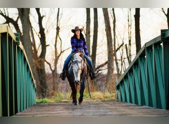 Gypsy Horse Mix, Gelding, 7 years, 14.3 hh, Roan-Blue