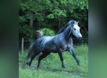 Gypsy Horse Mix, Gelding, 7 years, 14.3 hh, Roan-Blue