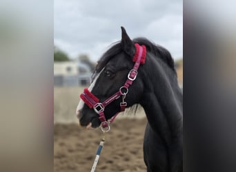 Gypsy Horse, Gelding, 7 years, 14 hh, Black